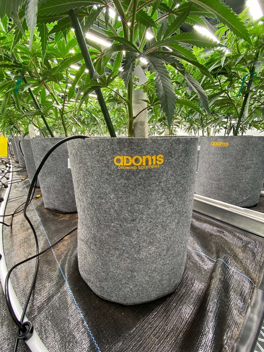 Row of Adonis Root Nest Fabric Pot